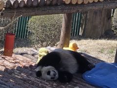 -大连森林动物园