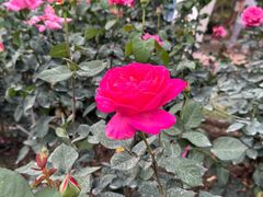 -人民公园(罗湖区)