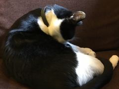 -猫的天空之城概念书店(杭州南宋御街店)