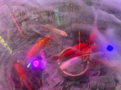 -绿树电竞(五路店)