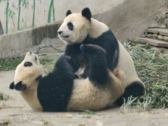 -中国大熊猫保护研究中心雅安碧峰峡基地