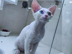 -十年猫舍·猫咪专门店(普陀店)