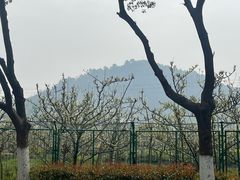 -树山生态村
