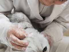 -安安宠医·臻爱宠物医院·宠保定点(营门口路分院)