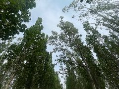 -西青郊野公园