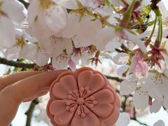 -珈境湖畔餐厅·湖北菜·江浙菜•樱花季(西北湖店)