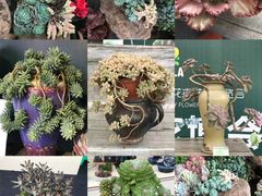 -重庆市江北嘴中央商务区中央公园