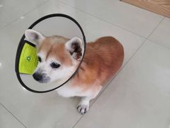 -艾贝尔宠物诊疗