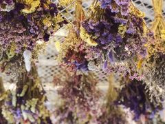 -喵屿·大理花园猫咖