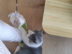 -猫在这儿猫咪咖啡馆·撸猫馆