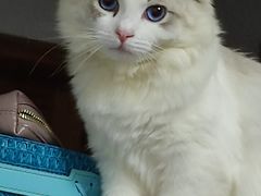 -Bastet sally猫舍购宠(静安店)