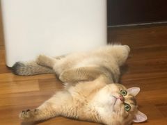 -东方名猫馆·英短金渐层布偶猫舍(环线广场1号楼店)