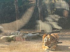 -上海野生动物园老虎餐厅