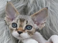 -山宅一喵德文卷毛猫舍