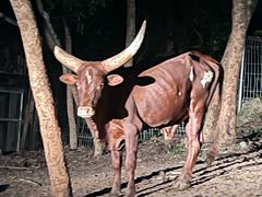 -清迈夜间动物园