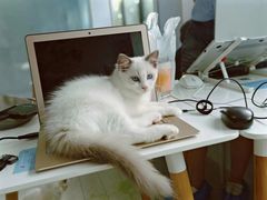 -喵的天空名猫咖啡馆·撸猫·猫舍·用品