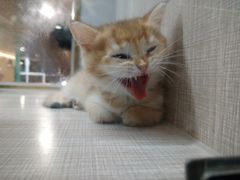 -飞行喵MR PILOT|猫舍·猫咖(静安大融城店)