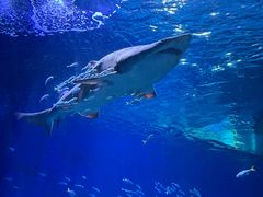 -海合安武汉极地海洋公园