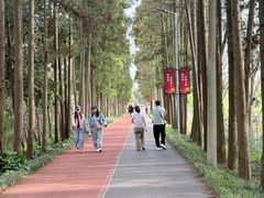-上海长兴岛郊野公园