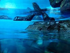 -多彩贵州城极地海洋世界