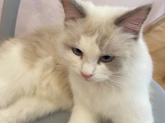 -猫咪派对(江南西店)