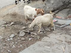 -卧龙自然保护区