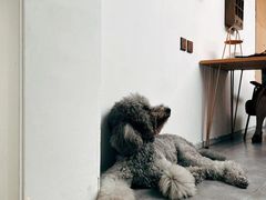 -沏点Trattoria意大利餐厅(新街口店)