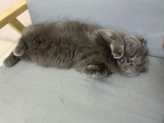 -鼓捣猫呢主题猫咖店