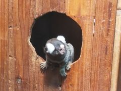 -上海大自然野生昆虫馆(东方明珠·爬宠昆虫探索中心)