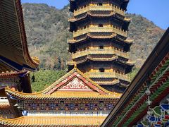 -天目山大树王景区