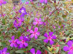 -铁山坪森林公园