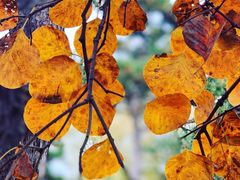 -北京西山国家森林公园