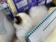 -瑞鹏宠物医院·骨科·猫科·内科(第一中心)