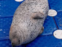 -海合安成都极地海洋公园