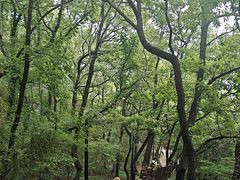 -燕窝岭
