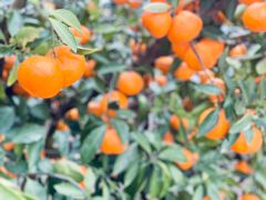 -前小桔亲子创意农场·草莓采摘·露营烧烤