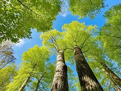 -蜀冈西峰生态公园