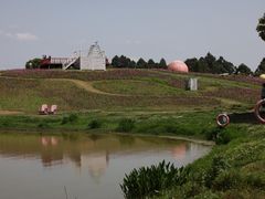 -空港花田景区
