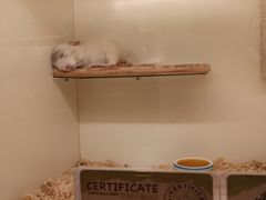 -龙猫仔乐园(惠福东路店)