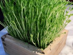 有机豆苗-澳美徕·港式花胶鸡火锅(高新万达店)