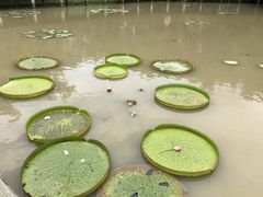 -大湾区中央湿地公园
