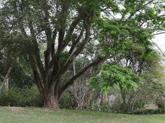 -中国科学院西双版纳热带植物园
