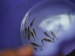 -华蓥山天意谷景区