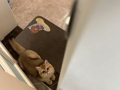 -猫十亿·布偶金渐层·曼基康矮脚猫舍(青年路店)