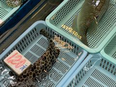 -元朗政府合署暨大桥街市