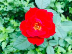 -汉堡王(金鹰天地广场店)