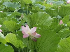 -荔湾湖公园