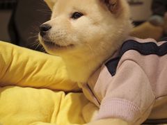 -逗柴咖啡屋·狗咖猫咖宠物桌游