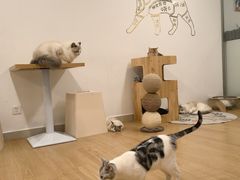 -有喵·猫咖·狗咖·30几只猫10只小狗(岗厦店)