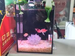 -中环花鸟鱼虫市场